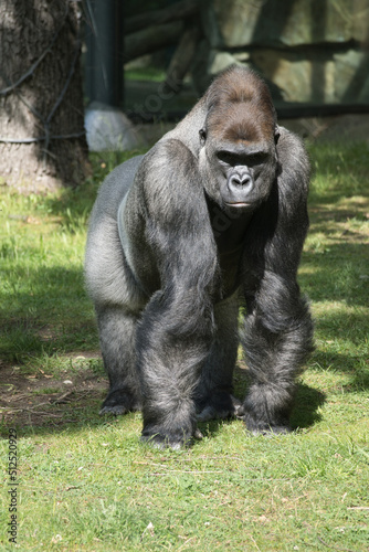 Gorilla, Silver back. The herbivorous big ape is impressive and strong.