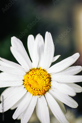 Daisy flower macro