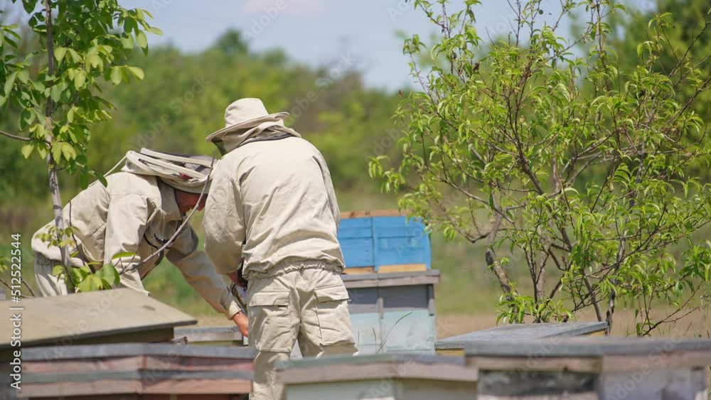 A couple of male beekeepers taking care of their farm. Men bent over a beehive using a smoker to calm down bees. A couple of male beekeepers taking care of their farm. Men bent over a beehive using a smoker to calm down bees.