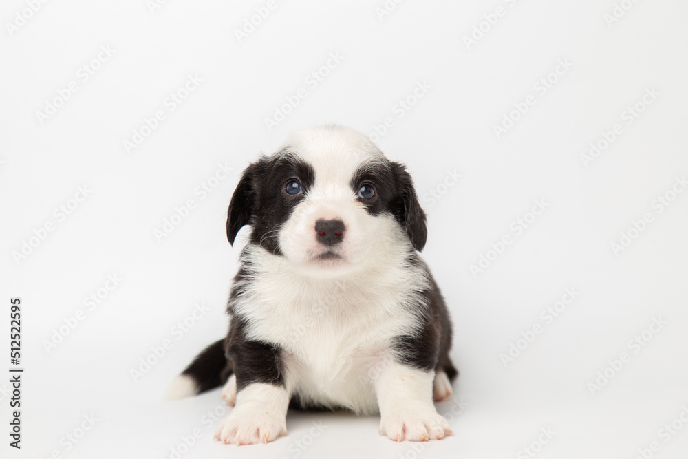Welsh Corgi Cardigan cute fluffy dog puppy. funny animals on white background with copy space