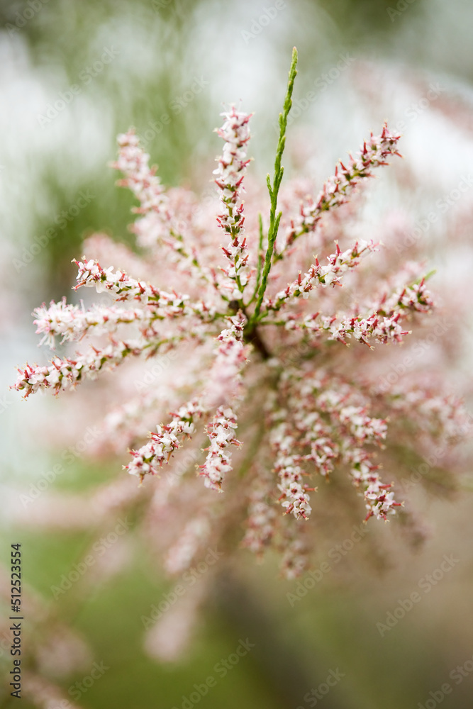 Small-flowered Tamarix parviflora an ornamental plant Close-up.