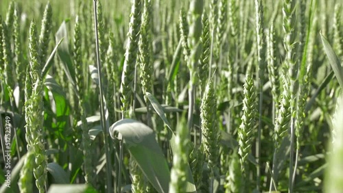 Green ears of wheat ripen in the sun in summer
