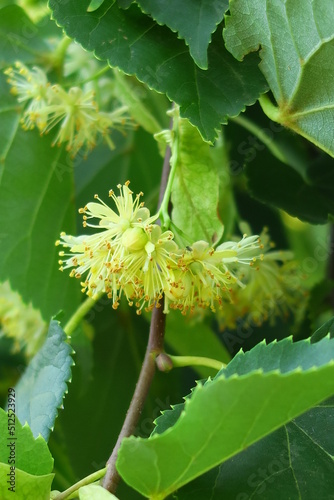 linden flowers on a linden tree branch