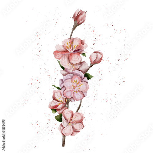 Fototapeta Naklejka Na Ścianę i Meble -  Hand drawn watercolor sakura twig