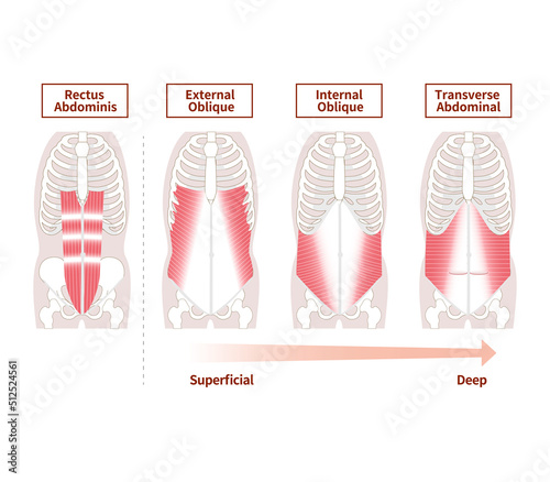 Anatomy of the abdominal muscle group muscle illustration set