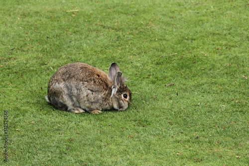 kleines Kaninchen auf der Wiese