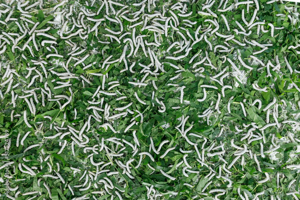 silk worms feeding on mulberry leaves