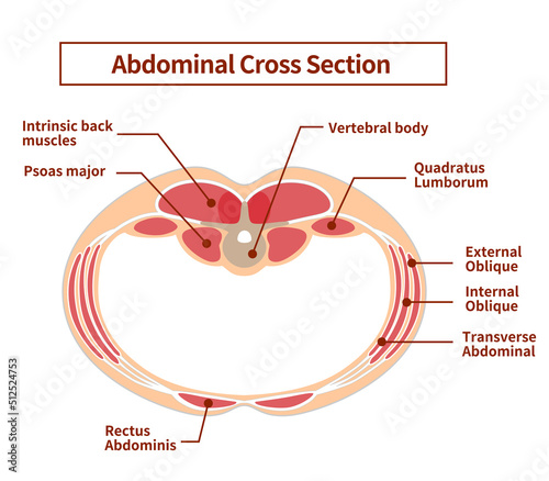 Illustration of abdominal cross-sectional view Overlapping positions of abdominal muscle groups photo