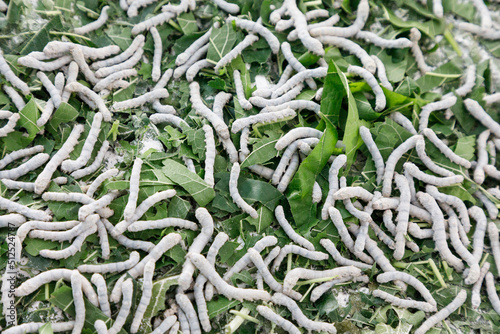silk worms feeding on mulberry leaves