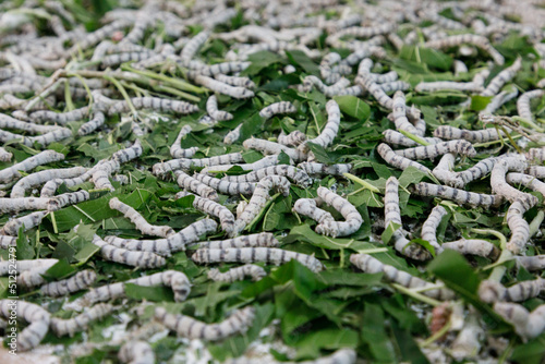 silk worms feeding on mulberry leaves