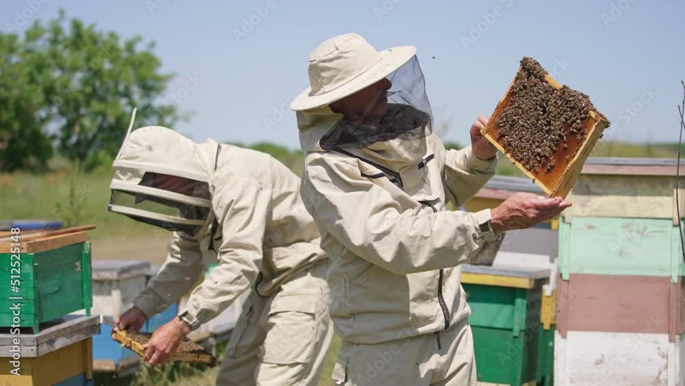 Male bee farmers checking up honey frames covered with bees at apiary. Bees swarming around. Nature blurred backdrop. Male bee farmers checking up honey frames covered with bees at apiary. Bees swarming around. Nature blurred backdrop.