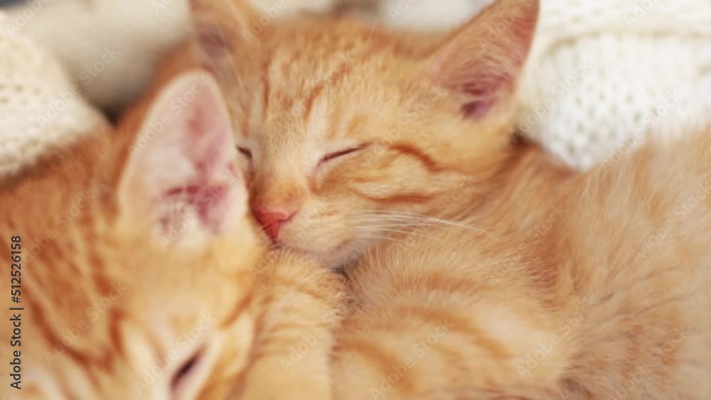 two ginger kittens sleeping together on white knitted blanket. Concept of adorable domestic pets. cat Sleep lying on bed two ginger kittens sleeping together on white knitted blanket. Concept of adorable domestic pets. cat Sleep lying on bed