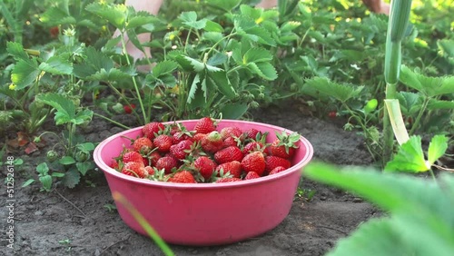 Harvesting strawberries in summer on a home farm