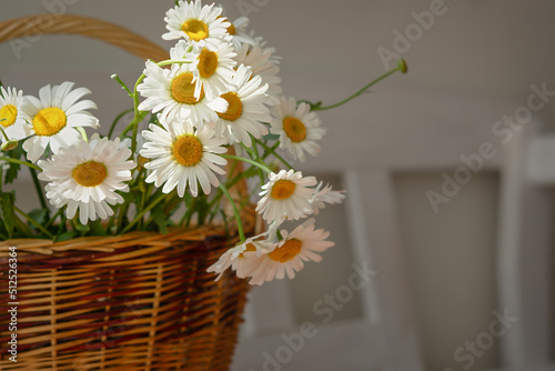 White daisies close-up in a basket. Warm sunlight soft focus, macro-yellow stamens. The concept of tenderness, purity and innocence. Fragile romantic flowers. Healing wildflowers for natural cosmetics