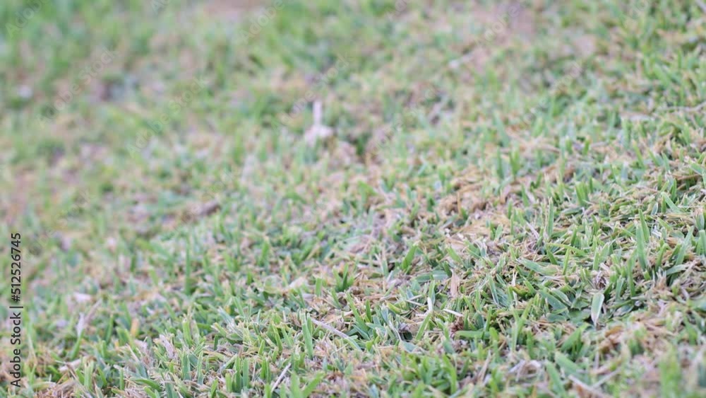 An automatic sprinkler system in the grass. Closeup. Selective focus. An automatic sprinkler system in the grass. Closeup. Selective focus.