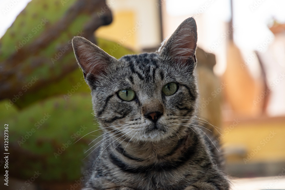 Head of male street tabby cat closeup