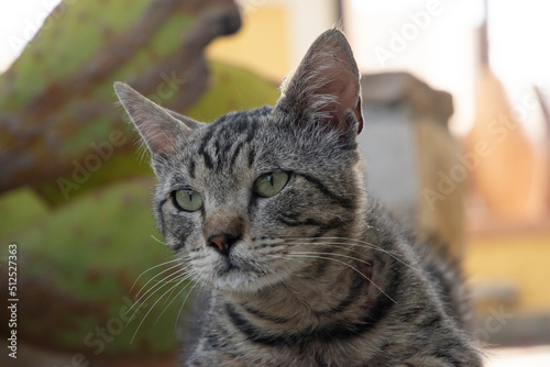 Head of male street tabby cat closeup © varbenov