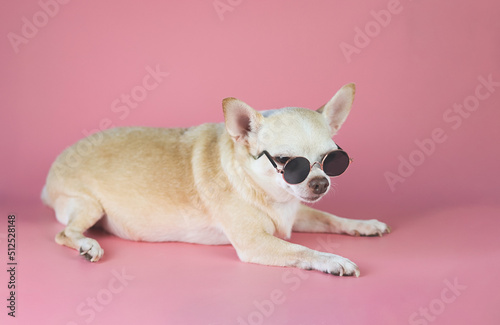 sleepy brown chihuahua dog wearing sunglasses lying down on pink  background with copy space. summertime traveling concept. © Phuttharak