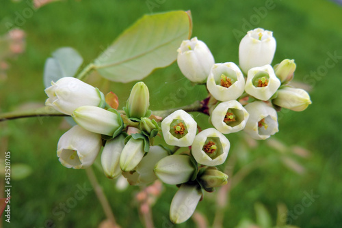 Wallpaper Mural A close-up of northern highbush blueberry white flowers, buds and green leaves, blurred green grass in the background, bottom view Torontodigital.ca