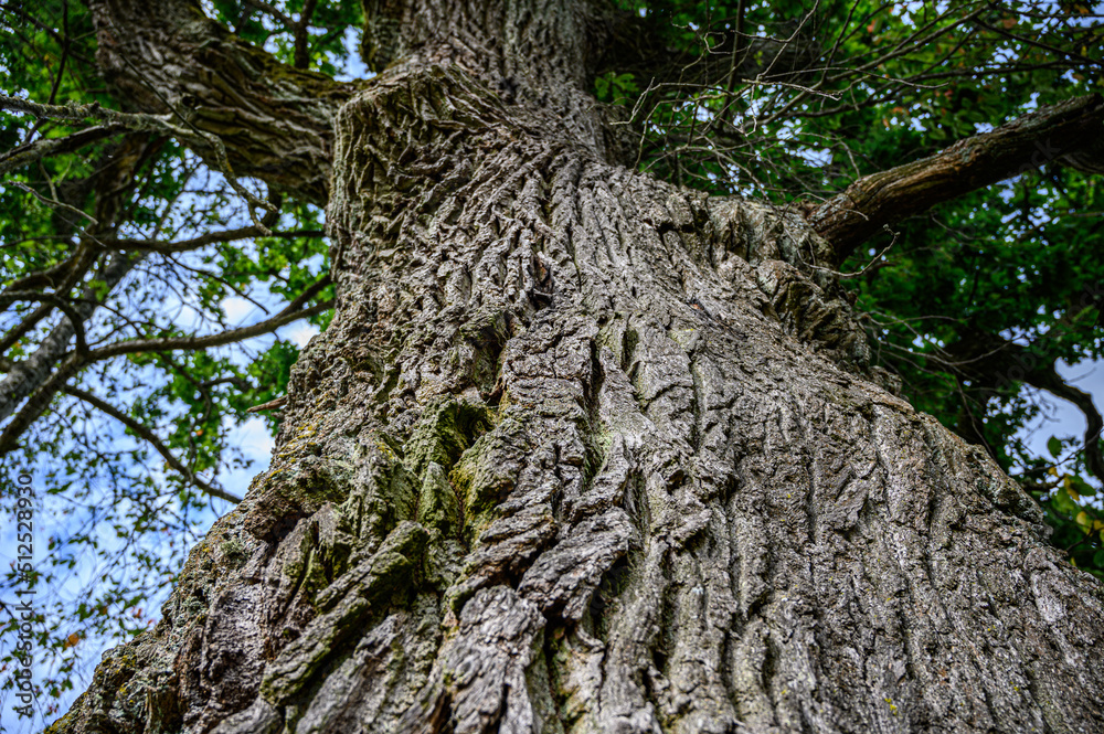 magnificent green moss on the bark of a tree. Trunk Huge old tree. magnificent green moss on the bark of a tree. Trunk Huge old tree.