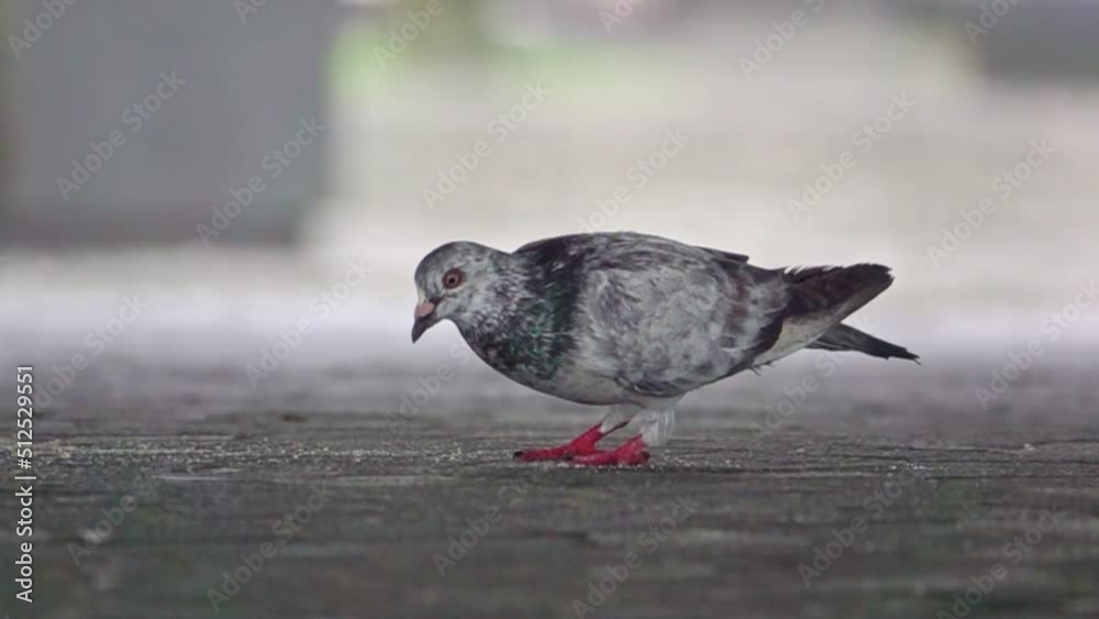 Pigeon Eating From Street and Walking in Slow Motion Pigeon Eating From Street and Walking in Slow Motion