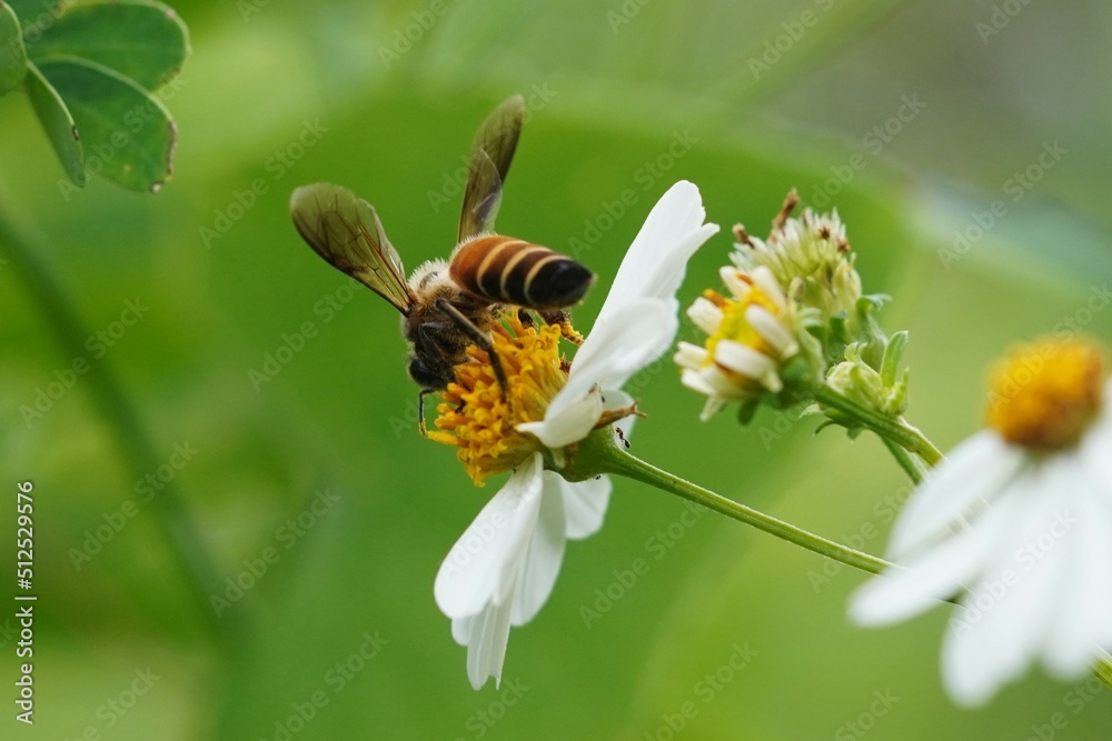 bee on a flower bee on a flower