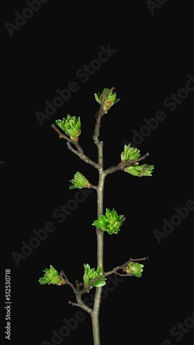 Time lapse of growing Hawthorn tree branch (crataegus, thornapple) isolated on black background, vertical orientation