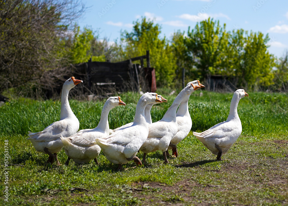 A flock of white geese grazes in a village on a field on a sunny summer day. Agriculture and poultry breeding. A flock of white geese grazes in a village on a field on a sunny summer day. Agriculture and poultry breeding.