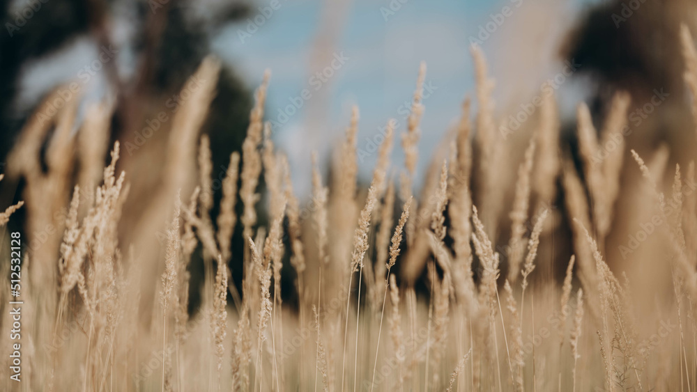 Fototapeta premium grass in the wind