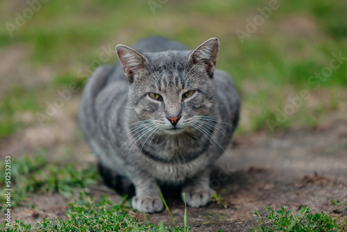 wild cat sits and looks at the camera