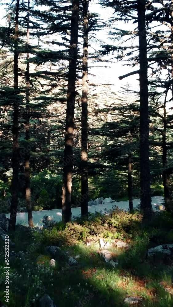 trees and forests trees and forests