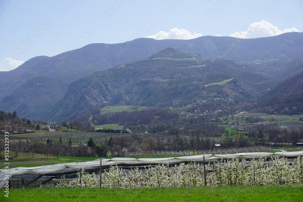 view of the orchards in the valley in the southern alps, france