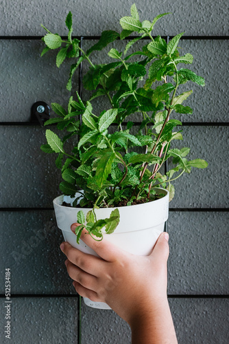 Anonymous kid hanging potted plant on wall