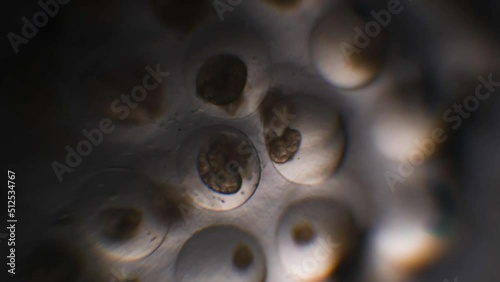 Great Ramshorn Eggs, Planorbarius Corneus Eggs, Ram's Horn Snails, photo