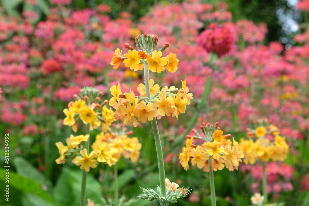 Obraz premium Colourful pink Primrose 'Candelabra' hybrids in flower