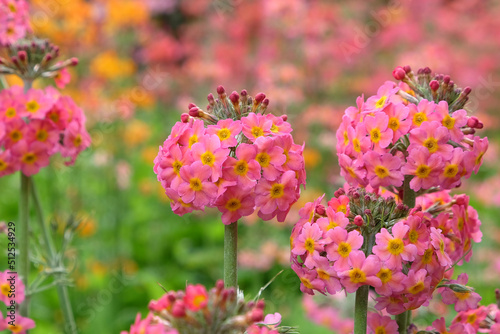 Colourful pink Primrose 'Candelabra' hybrids in flower