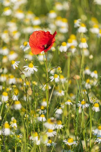 Poppy flower in spring summer in a field 