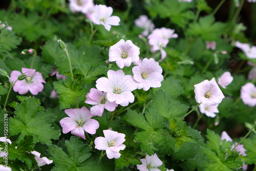 Fotografie Meadow cranesbill geranium 'Bremdream' in flower.
