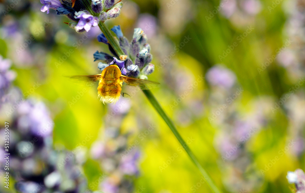 Large bee-fly Bombylius fulvescens Large bee-fly Bombylius fulvescens