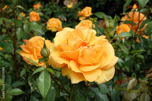 Rose  Golden Beauty  in flower.