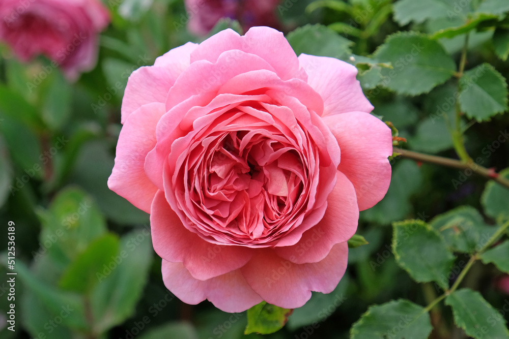 Rose 'Princess Alexandra of Kent' in flower. Rose 'Princess Alexandra of Kent' in flower.