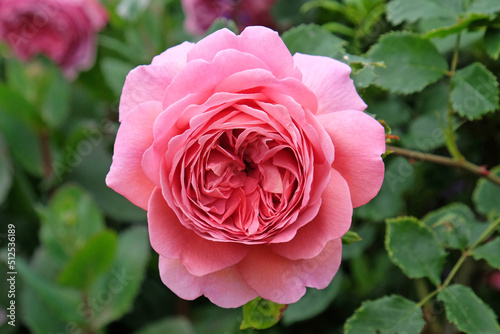 Rose  Princess Alexandra of Kent  in flower.