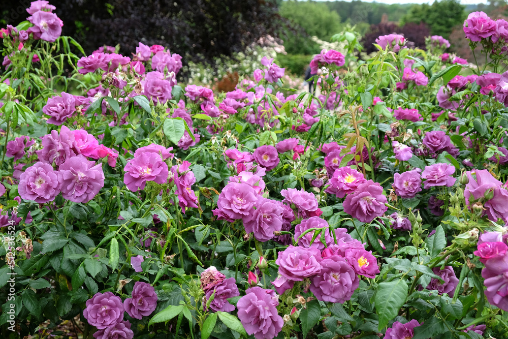 Purple Rosa  'Rhapsody in Blue'  in flower