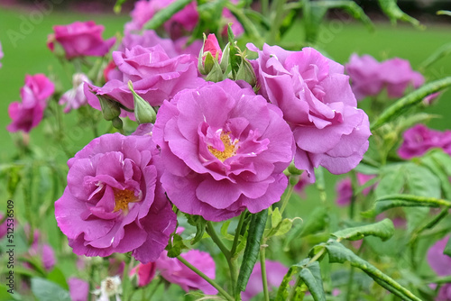 Purple Rosa 'Rhapsody in Blue' in flower