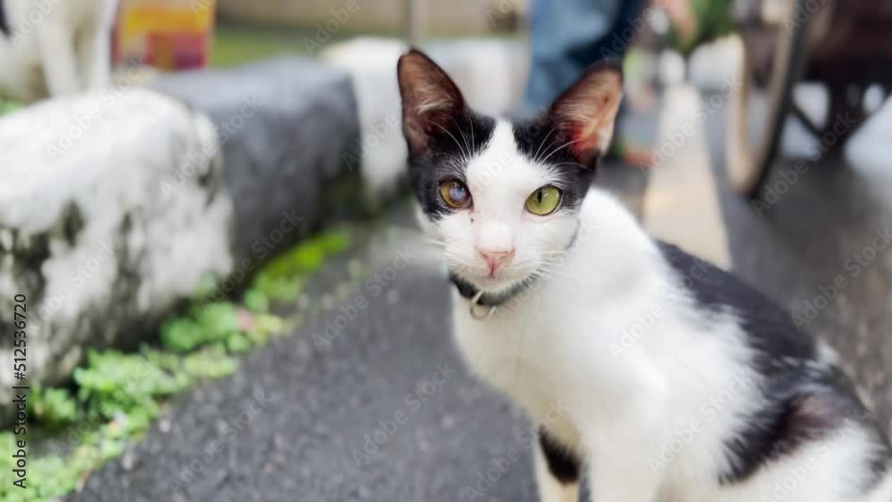 Neutered Stray Male Cat with Cataract in One Eye Neutered Stray Male Cat with Cataract in One Eye