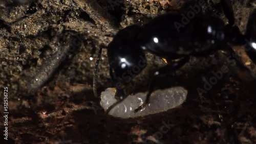ant queen, ninph and eggs in  artificial anthill photo