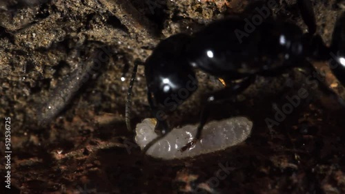 ant queen, ninph and eggs in  artificial anthill
