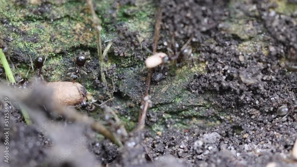 Black ants (lasius niger) carrying pupae to protect them after nest was disturbed. Zoom out, slow motion. Black ants (lasius niger) carrying pupae to protect them after nest was disturbed. Zoom out, slow motion.