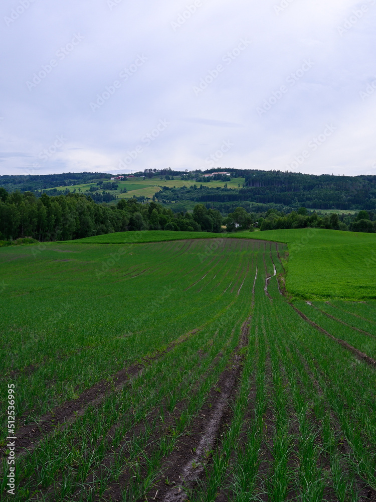 Green fields of rural Toten, Norway.