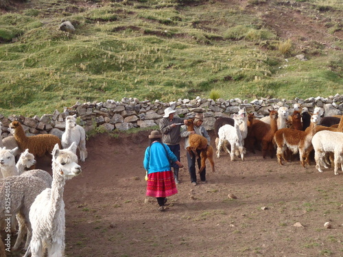 personas de los andes dando asistencias a sus animales en ayacucho